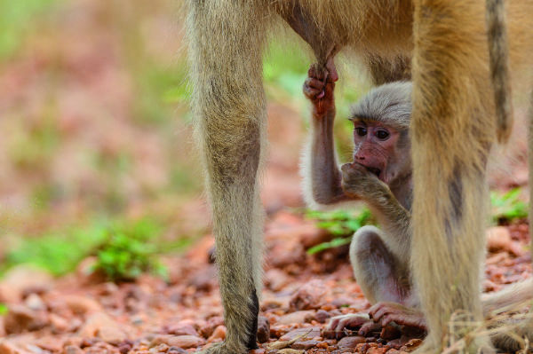 No strangers joining you on safari