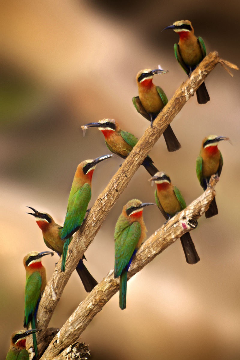 Planning your safari safely