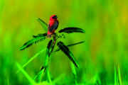 a birding heaven