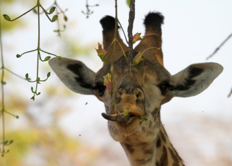 Personal Touch Safaris image 1426