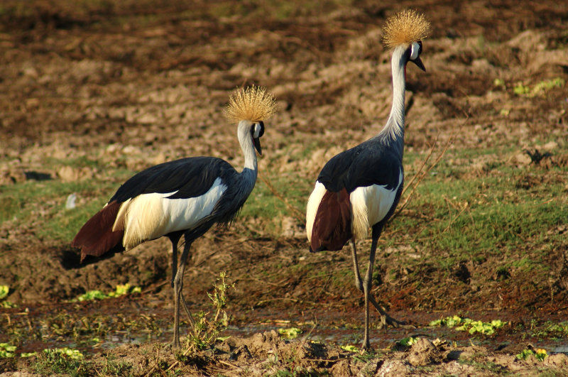 Peace of mind on safari