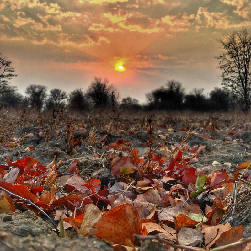 Dry Season of South Luangwa
