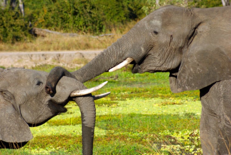 Personal Touch Safaris image 1404