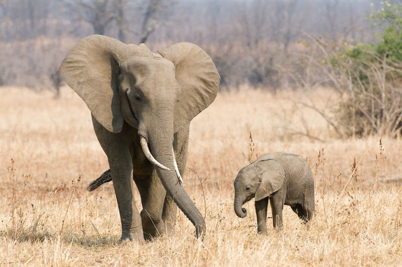 Elephants of Zambia