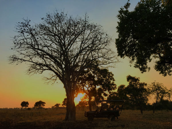 Tips for self-drive safari