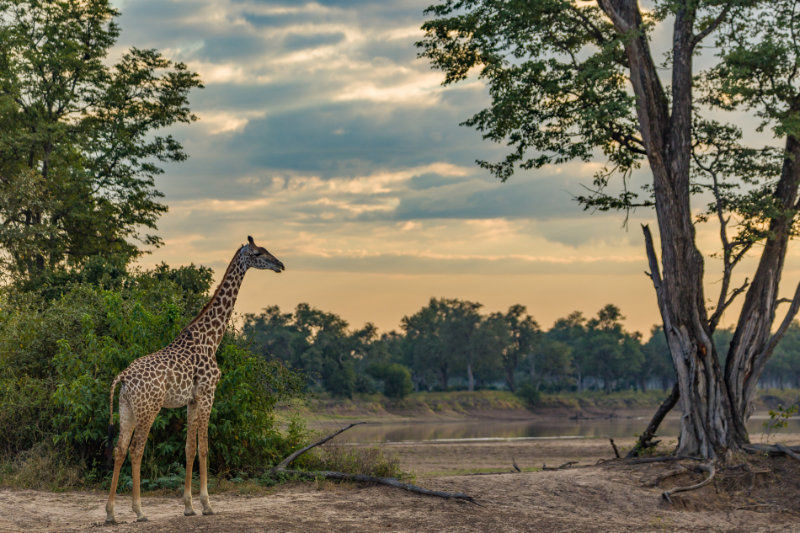 Explore South Luangwa