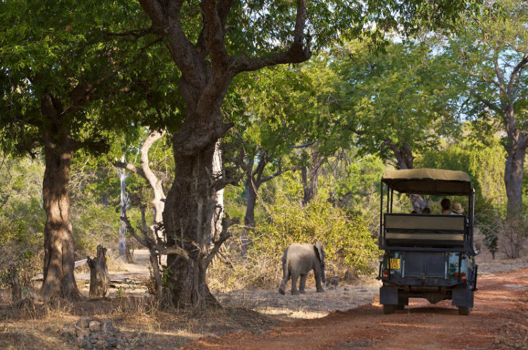 Guided and Self-Drive Safaris