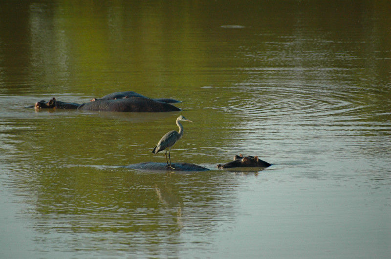 Take it easy on your safari