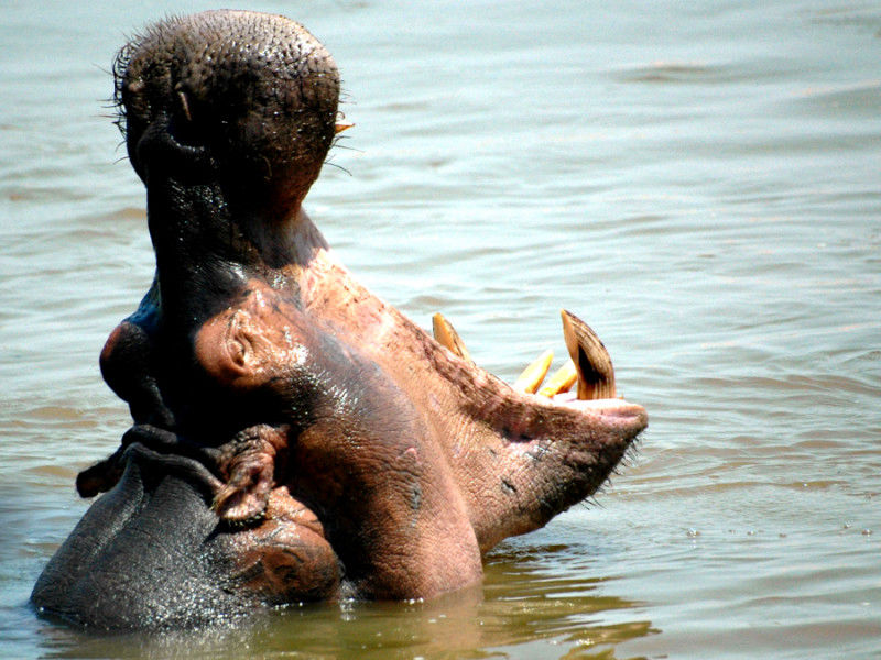 Hippo yawning