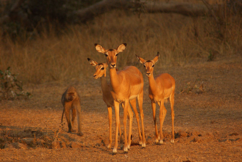 Impala at sunset