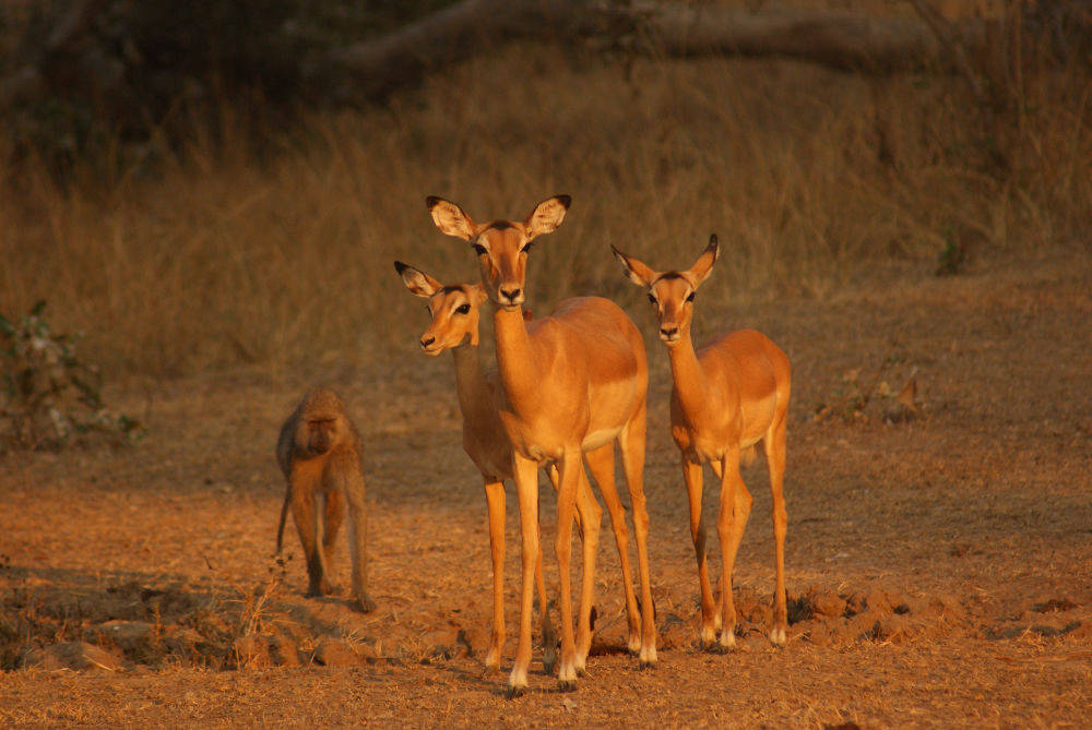 Impala at sunset