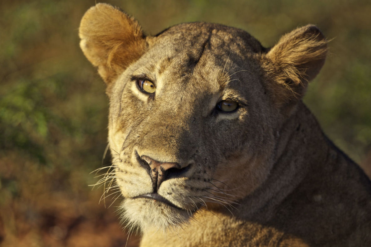 Intense moments on safari