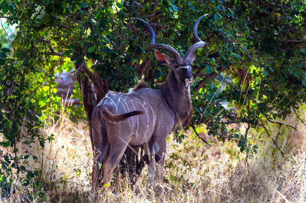 Kudu 