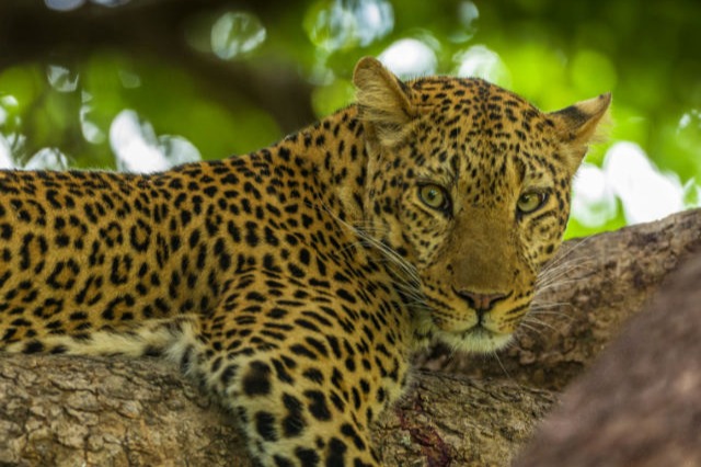 Beautiful leopard sighting