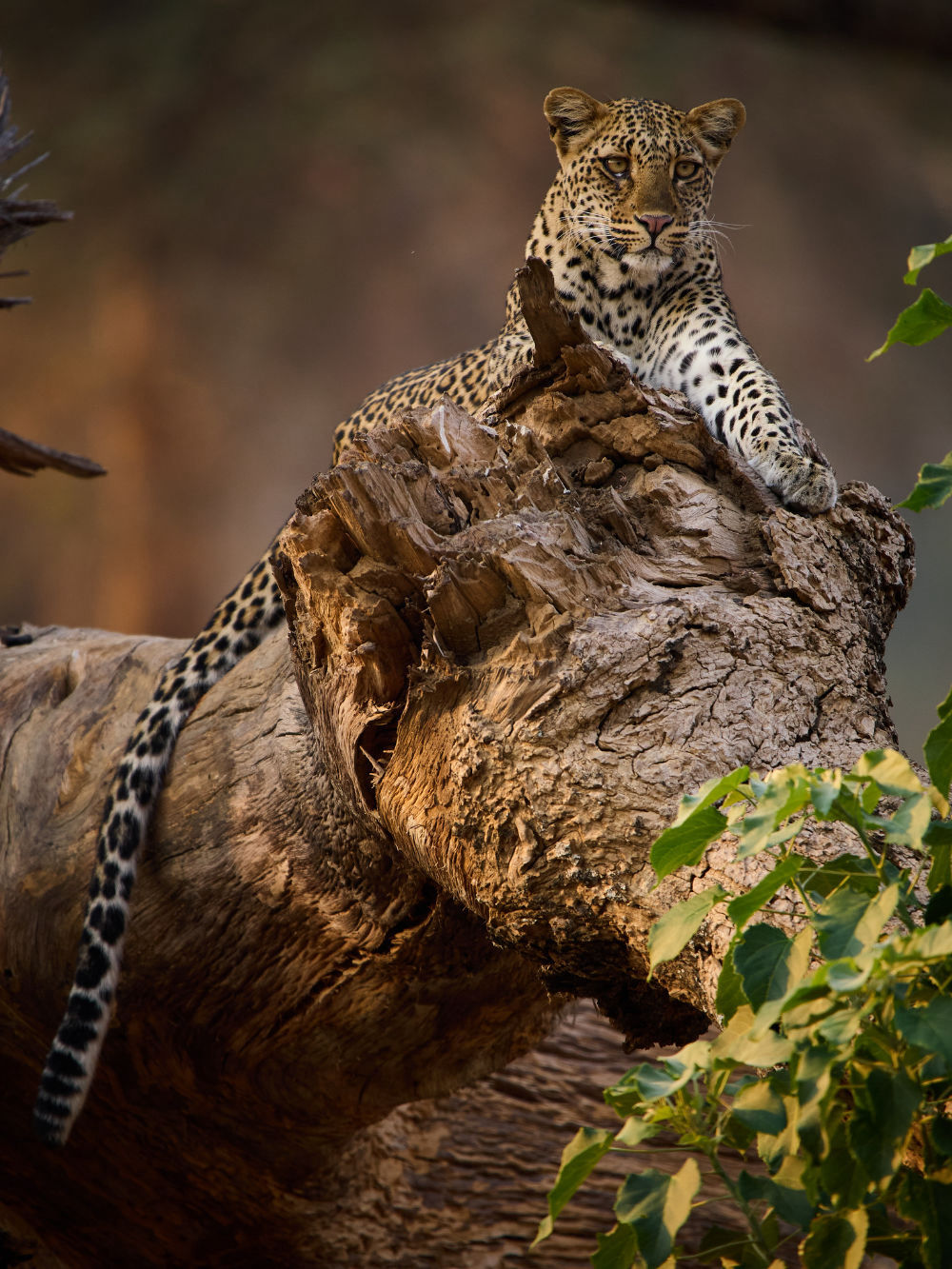 Discover South Luangwa!