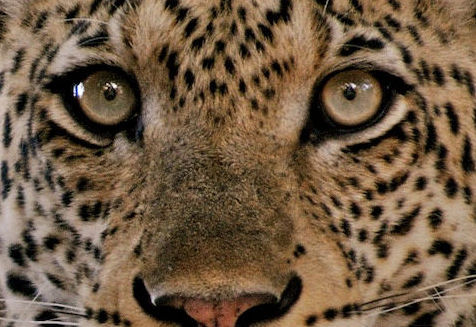 Searching for leopards