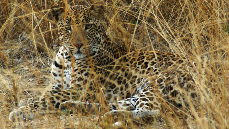Leopard in dry season