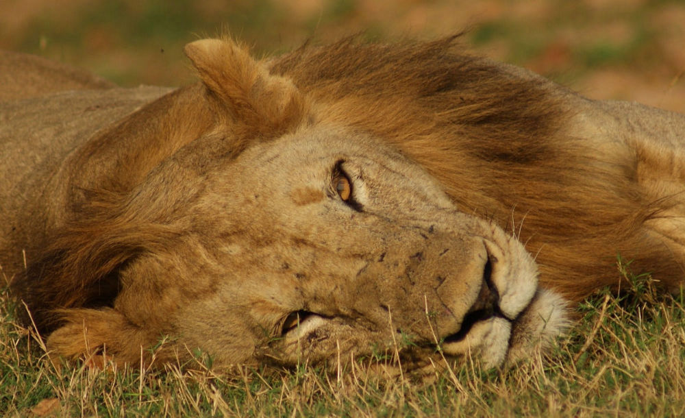 Relaxing on Safari... it's possible!