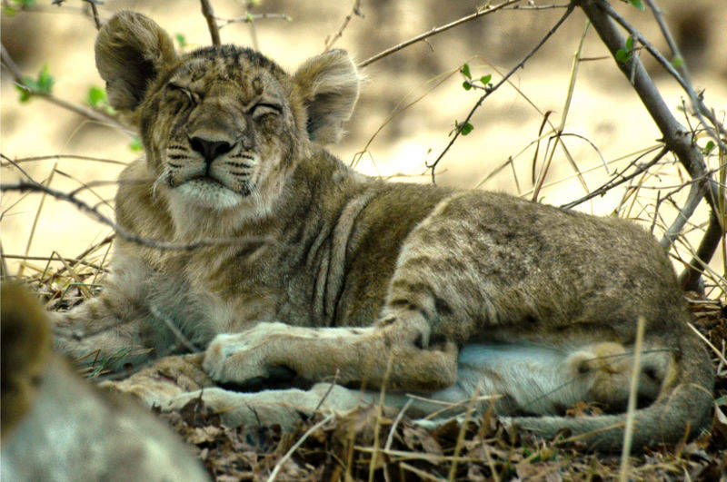 Relax in South Luangwa