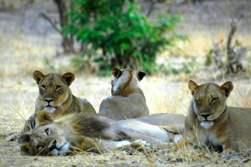 Personal Touch for your private safari