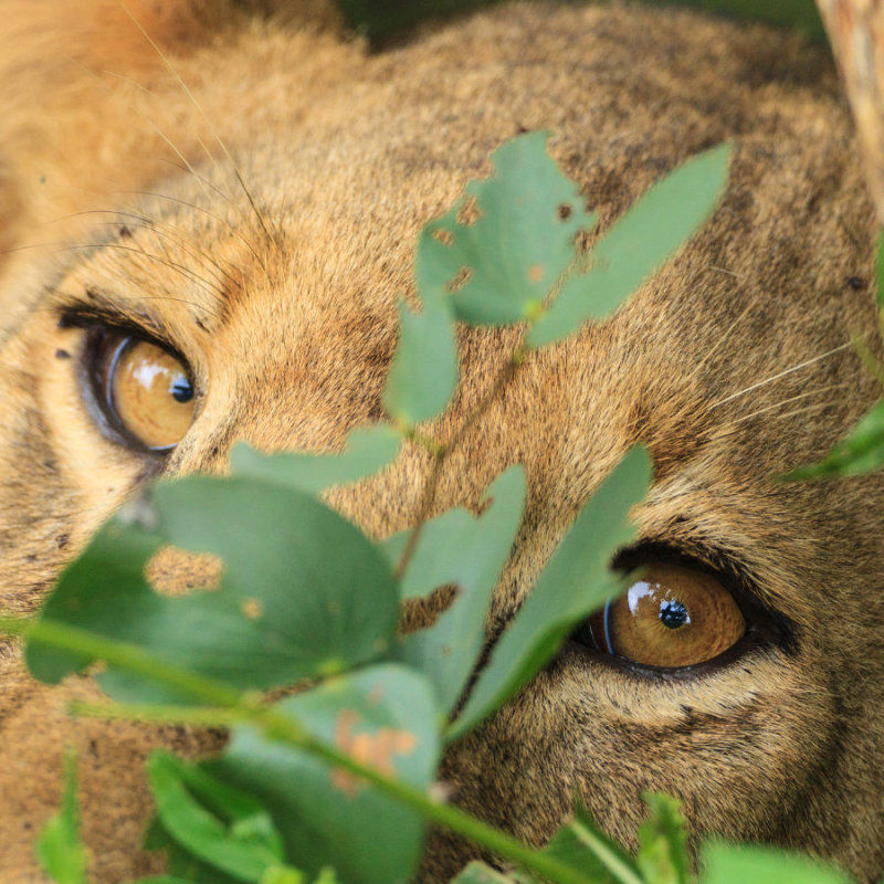 Frequently asked questions about South Luangwa