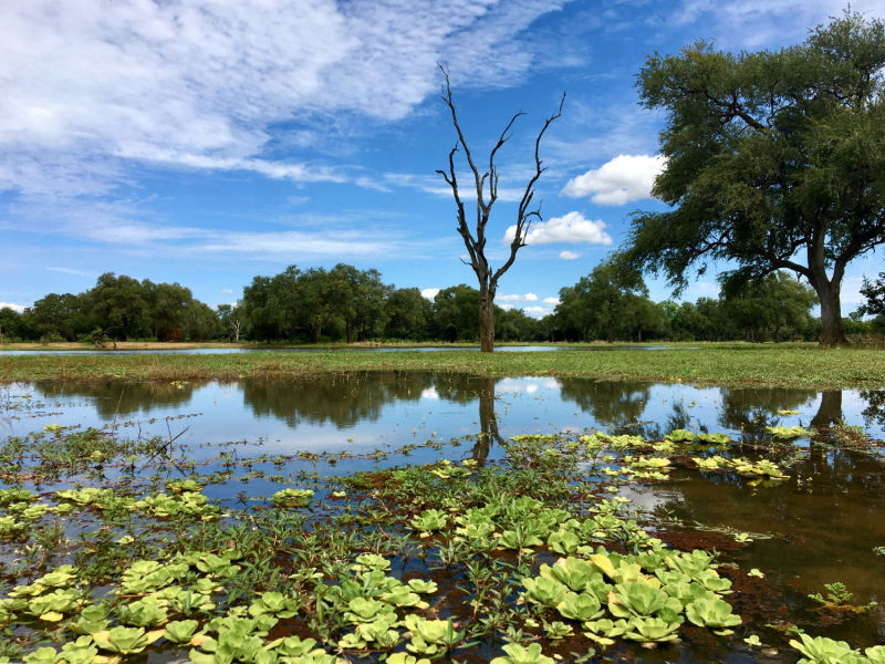 Lagoon in South Luangwa National Park