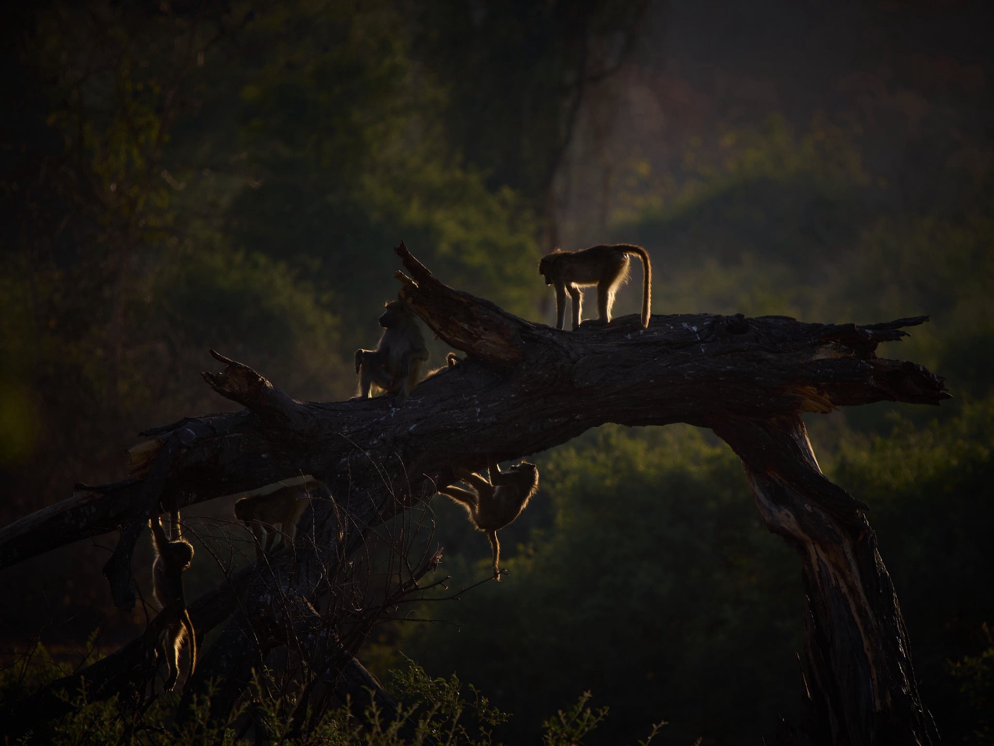 Things to do besides going on safari