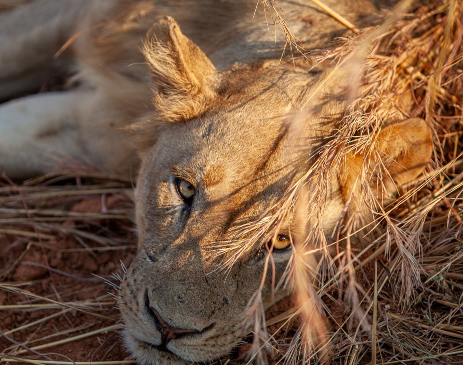 Personal Touch Safaris image 1392