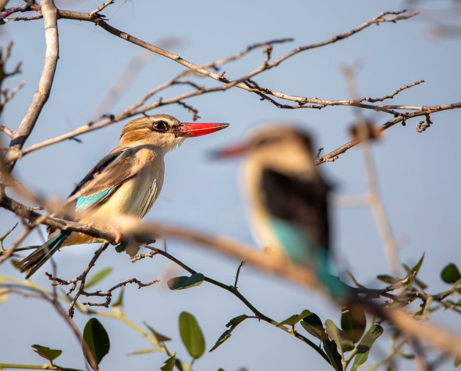 Personal Touch Safaris image 1380