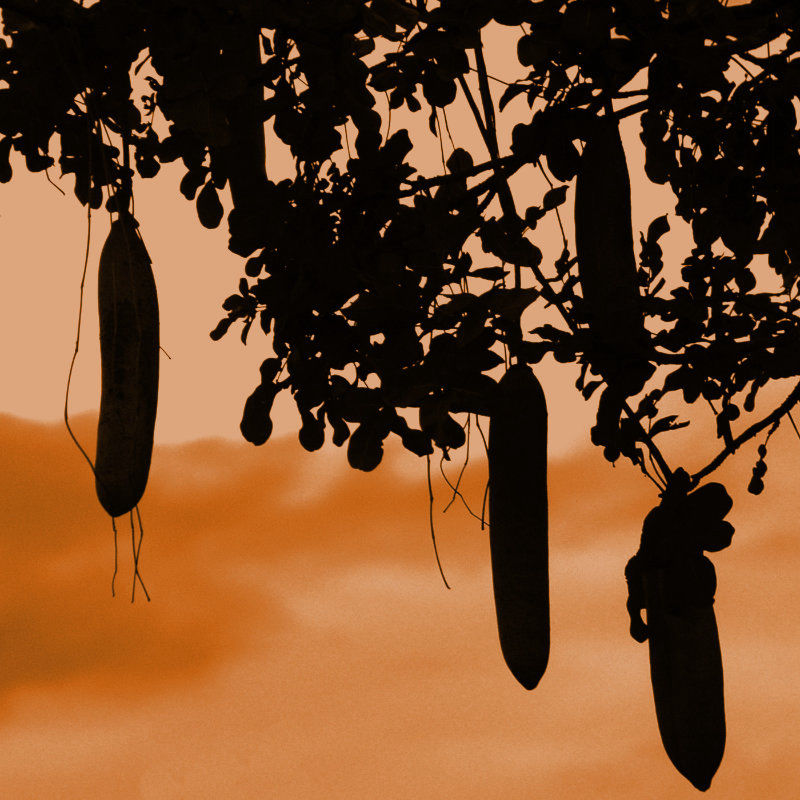 Explore nature in South Luangwa