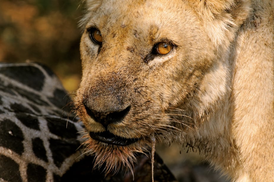 Personal Touch Safaris image 1406