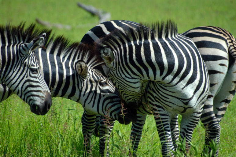 Zebra grooming