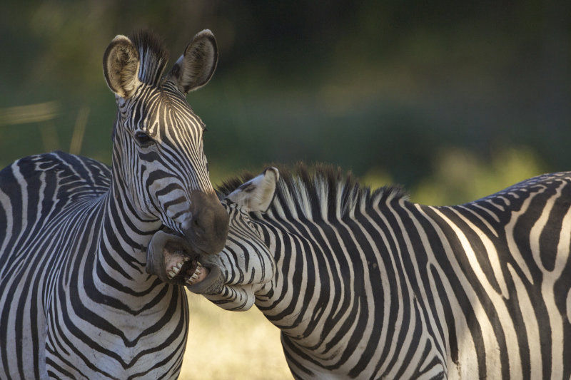 Smiles & Flexibility